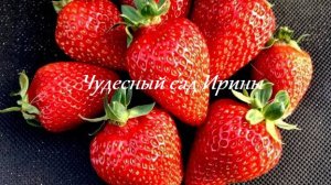 Любимый ремонтантный сорт земляники садовой крупноплодной
