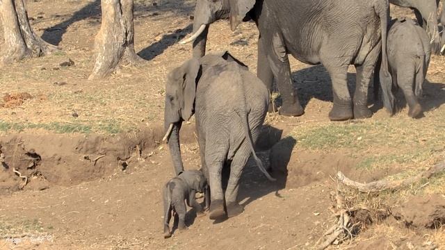 Only a few days old, this screaming little elephant with its pink ears is tired and hungry. смотреть онлайн