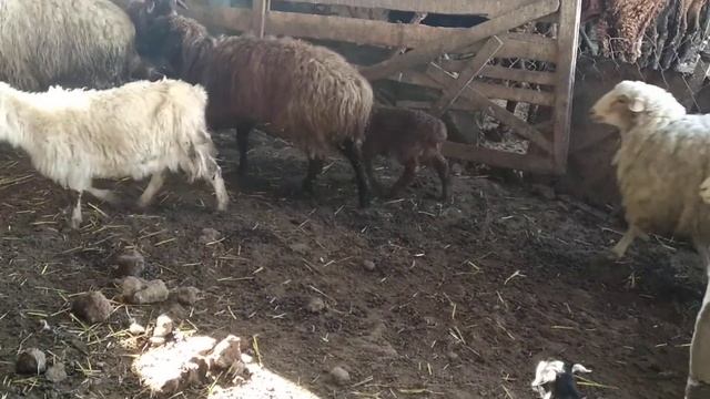 Овцы ,ягнята окот 2021 смотреть онлайн
