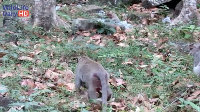 Sasha Monkey is Very hungry Today, She Find the Food from the Garbage | mono hambriento смотреть онлайн