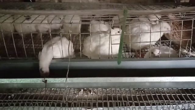 Молодняк перепелов ! Начали нестись смотреть онлайн