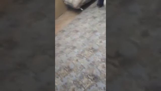 Дикие драки смотреть онлайн