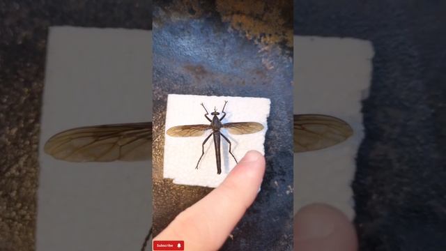 MASSIVE FLYING INSECT SPOTTED! WHAT IS IT? #insects #bug смотреть онлайн