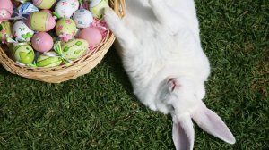 Easter Facts