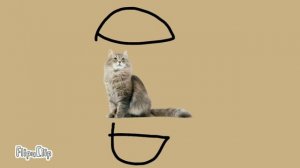 Кошка Фисташка ускорения