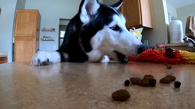 Siberian Huskies STEAL FOOD AND TOYS From Owner! (HIDDEN CAMERA) смотреть онлайн