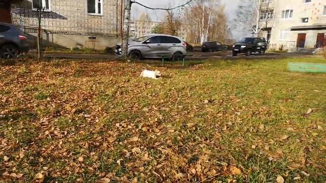 Наконец-то сегодня денёк по суше и солнышко ☀. Можно выпустить малышей 🥰 смотреть онлайн