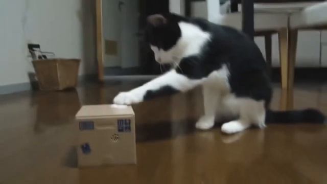 Смешные кошки 2013 прикольное видео часть 1 смотреть онлайн