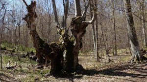 Лесной поиск дал немного серебра.