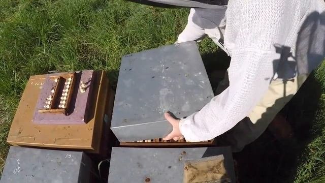 Раздача 3-дневных маточников в противороевые отводки (Селин Гобэн, Франция)