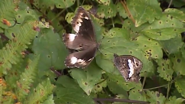 hipparchia fagi 1 - butterflies of Greece смотреть онлайн