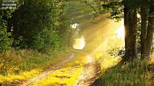 🛑Birds Singing in the Forest. Birds chirping. Nightingale Singing. Nightingale song. смотреть онлайн