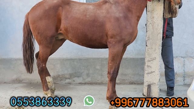 беш тай чыкты ✋️Үчөө ОПТОМ👍19 декабря 2022 г.