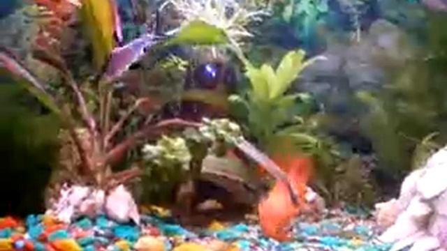 bb2155371f.flv