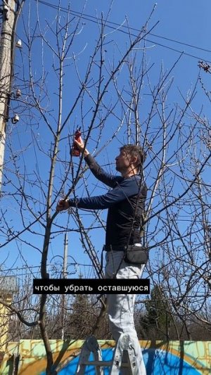 Обрезка молодой яблони