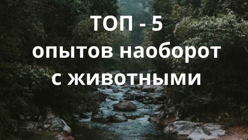 Топ 5 видео с животными наоборот - приколы