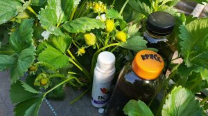 Секрет крупной клубники! Как Крисс и Лигоплекс увеличивают урожай в 2 раза