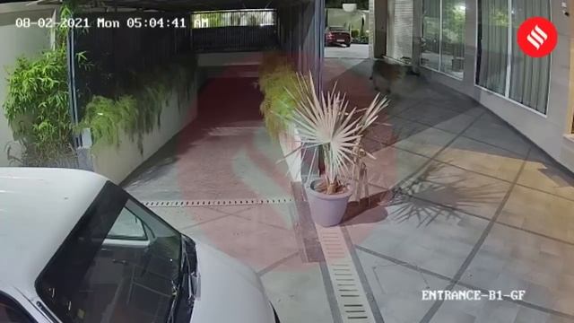 CCTV catches an Asiatic lion entering Junagadh hotel | Asiatic Lion Viral Video смотреть онлайн