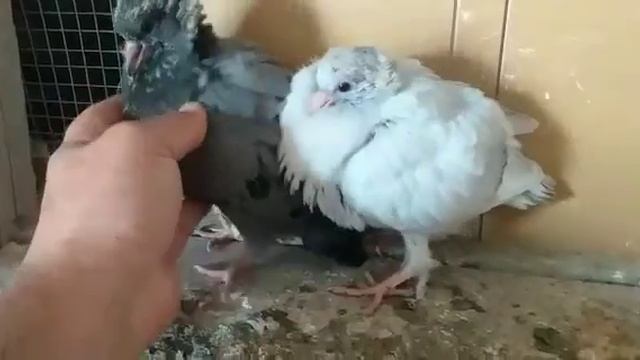 Голуби Кисловодска смотреть онлайн