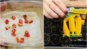 17 апреля. Посадка огурцов и кукурузы на рассаду