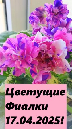 Цветущие Фиалки 17.04.2025!