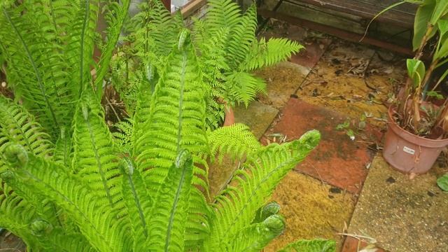 My Garden Ferns