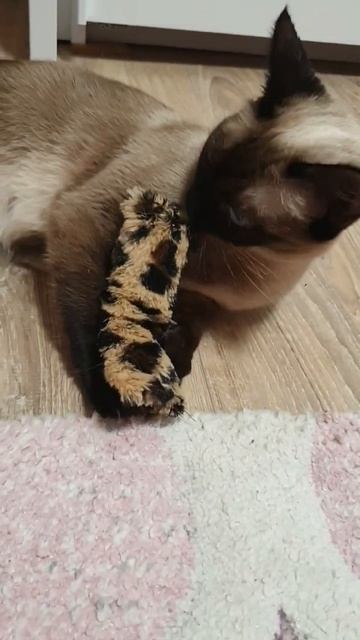 Сиамская кошка играет. Новая игрушка. Siamkatze spielt. Neues Spielzeug. #shorts #katze # cat #кошк