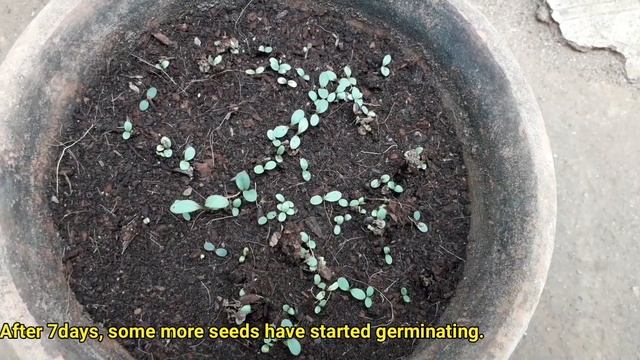 HOW TO GROW COREOPSIS FROM SEEDS WITH FULL UPDATES