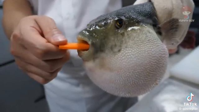 рыба фугу говорит о