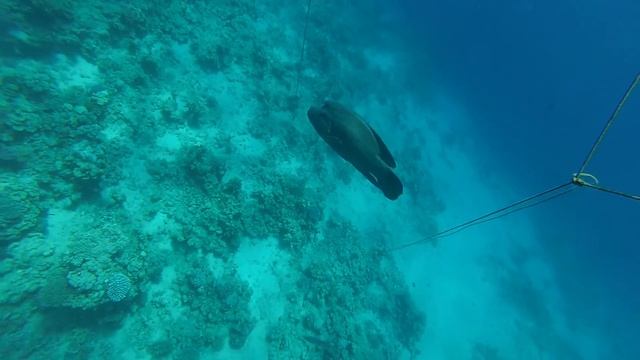 Он самый! Снорклинг.Красное море. Египет.Шарм-эль-Шейх. Corals. Snorkelling. Red Sea. Egypt смотреть онлайн