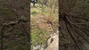 ЖАРА +20Г. А ДОМА ТОПЯТ  КАК В ПЕЧКЕ
