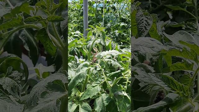 черви старатель и помидоры жируют,на вермигрунте. смотреть онлайн