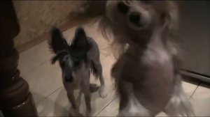 едят виноград