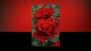 Антонов и Лепс  У берез и сосен