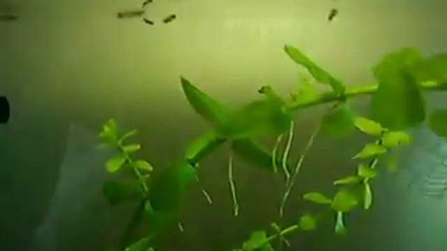 Мальки гуппі смотреть онлайн