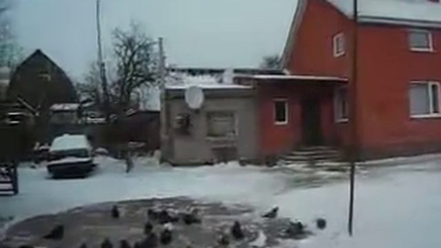 Восспоминание о голубеводе... смотреть онлайн