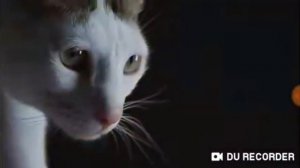 Вечеринка котов!!!