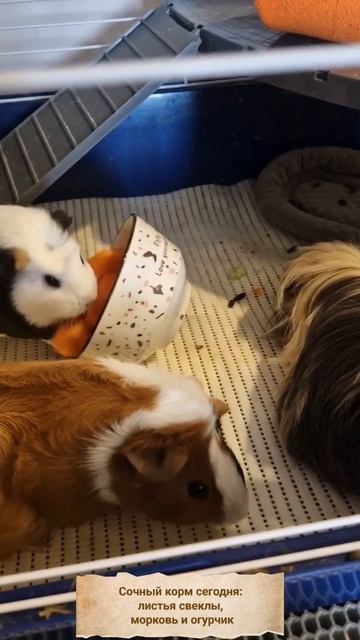 Сочный корм для свинок смотреть онлайн