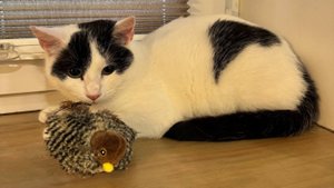 Хороший котик Без имени ищет дом