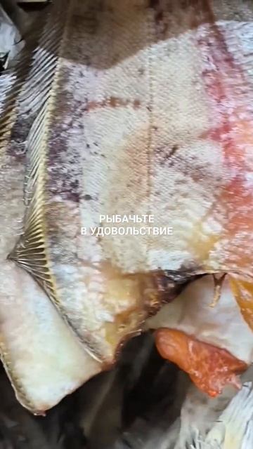 Вяленый ёрш с икрой, очень вкусная рыба.
