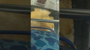 Очистка хромированной трубы от ржавчины Колой