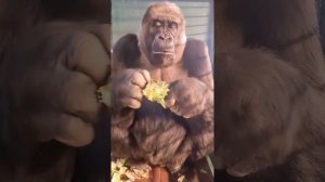 Gorilla Eating Huge Pineapple!