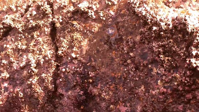 Blue crabs on Pelican Rock in Cabo San Lucas Mexico смотреть онлайн