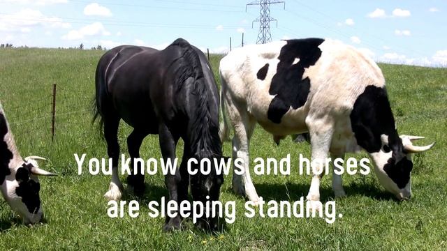 Do you know how many bones are in human body?? watch this 👆 смотреть онлайн