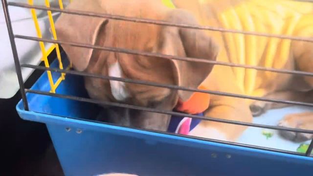 МОЁ УТРО С СЕНЕЙ НА КАНИКУЛАХ Вакцина для Сени