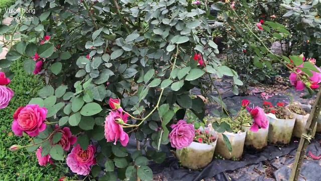 Hoa hồng ngoại Aoi I Hoa hồng bụi sai hoa thơm