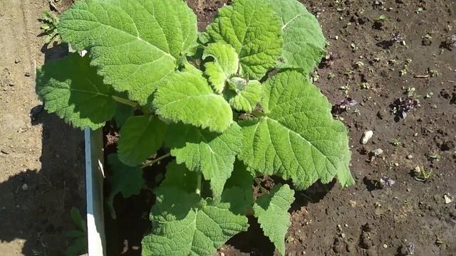 Шалфей мускатный смотреть онлайн