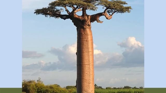 Grassland Adaptations смотреть онлайн