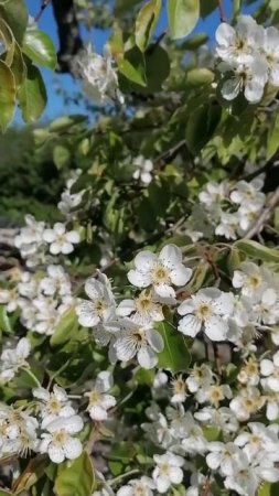 Цветущая груша. Кубань.