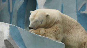 Хитрая медведица Герда съела весь завтрак у себя и стащила хлеб у Кая.